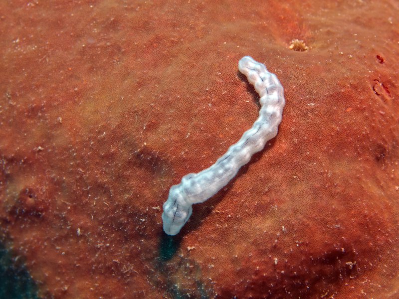 Segalu, Worm